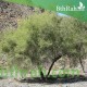 بذور شجرة السرح - Maerua crassifolia بذور شجرة السرح - Maerua crassifolia
