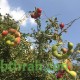 بذور شجرة اللوز الهندي- Pithecellobium dulce بذور شجرة اللوز الهندي- Pithecellobium dulce