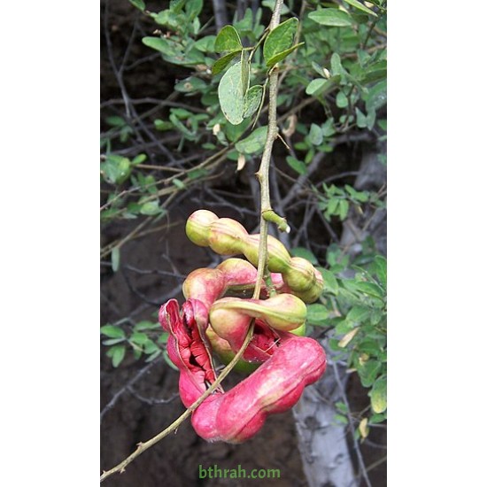 بذور شجرة اللوز الهندي- Pithecellobium dulce