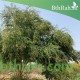 بذور شجرة اللوز الهندي- Pithecellobium dulce بذور شجرة اللوز الهندي- Pithecellobium dulce