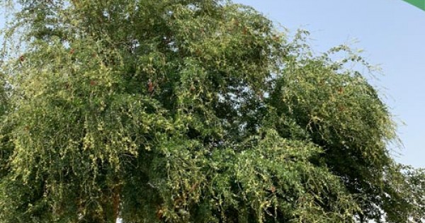 شجرة اللوز الهندي في السعودية