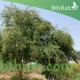 بذور شجرة اللوز الهندي- Pithecellobium dulce بذور شجرة اللوز الهندي- Pithecellobium dulce