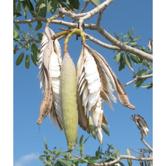 بذور التابوبيا الذهبية Tabebuia aurea