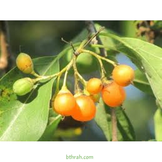 بذور شجرة البمبر البري - Cordia sinensis بذور شجرة البمبر البري - Cordia sinensis