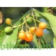 بذور شجرة البمبر البري - Cordia sinensis بذور شجرة البمبر البري - Cordia sinensis