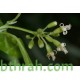 بذور شجرة البمبر البري - Cordia sinensis بذور شجرة البمبر البري - Cordia sinensis