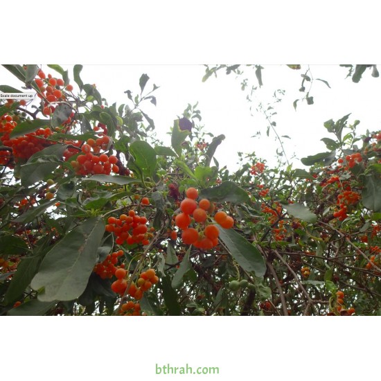 بذور شجرة البمبر البري - Cordia sinensis بذور شجرة البمبر البري - Cordia sinensis