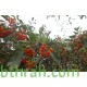 بذور شجرة البمبر البري - Cordia sinensis بذور شجرة البمبر البري - Cordia sinensis