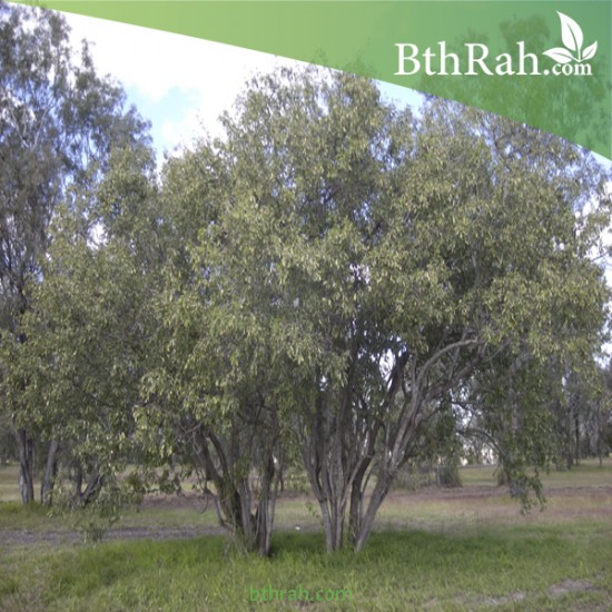 بذور شجرة البمبر البري - Cordia sinensis بذور شجرة البمبر البري - Cordia sinensis