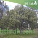 بذور شجرة البمبر البري - Cordia sinensis بذور شجرة البمبر البري - Cordia sinensis