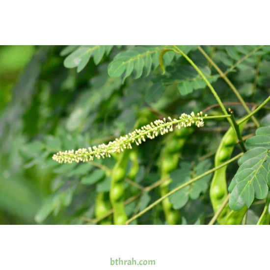 بذور شجرة مرجان الغابة - Adenanthera pavonina