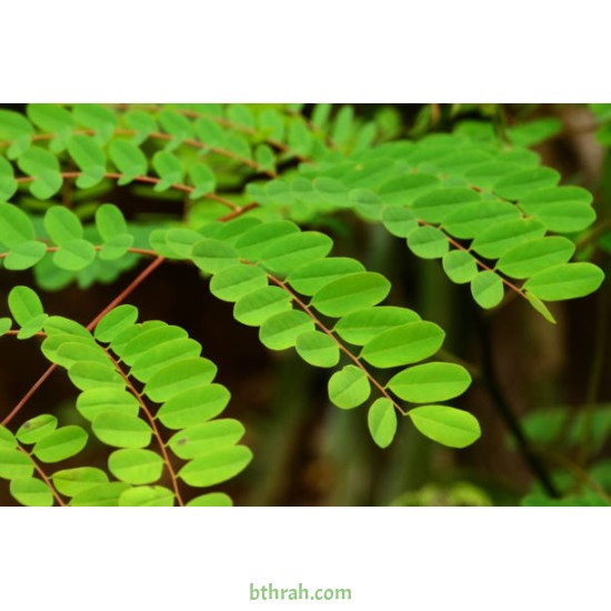 بذور شجرة مرجان الغابة - Adenanthera pavonina