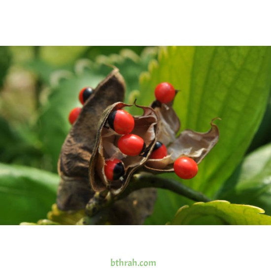 بذور شجرة مرجان الغابة - Adenanthera pavonina