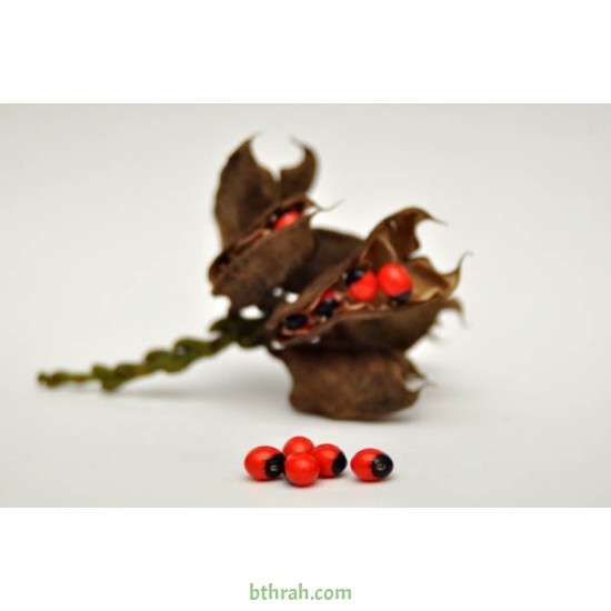 بذور شجرة مرجان الغابة - Adenanthera pavonina