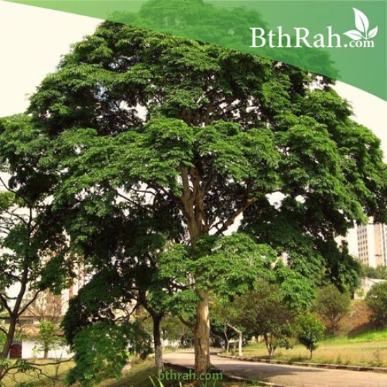 بذور شجرة مرجان الغابة - Adenanthera pavonina