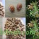 بذور شجرة الزنزلخت - Melia azedarach بذور شجرة الزنزلخت - Melia azedarach