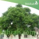 بذور شجرة الزنزلخت - Melia azedarach بذور شجرة الزنزلخت - Melia azedarach