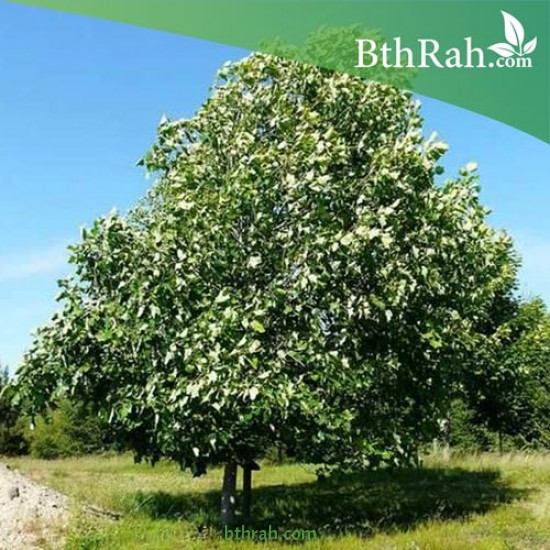 بذور شجرة توليب يفيرا - Liriodendron tulipifera بذور شجرة توليب يفيرا - Liriodendron tulipifera