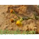 بذور الجثجاث - pulicaria undulata