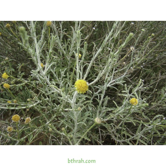 بذور الجثجاث - pulicaria undulata بذور الجثجاث - pulicaria undulata