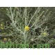 بذور الجثجاث - pulicaria undulata بذور الجثجاث - pulicaria undulata