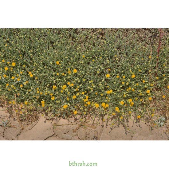 بذور الجثجاث - pulicaria undulata بذور الجثجاث - pulicaria undulata
