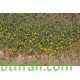 بذور الجثجاث - pulicaria undulata بذور الجثجاث - pulicaria undulata
