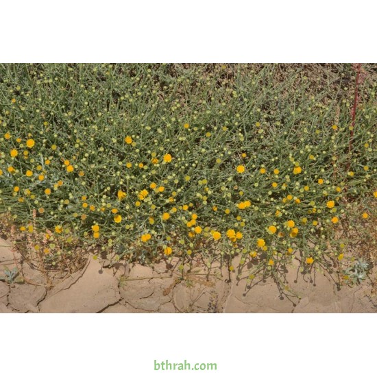 بذور الجثجاث - pulicaria undulata