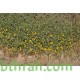 بذور الجثجاث - pulicaria undulata