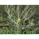 بذور الجثجاث - pulicaria undulata بذور الجثجاث - pulicaria undulata