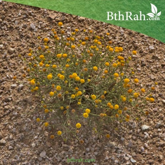 بذور الجثجاث - pulicaria undulata