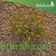 بذور الجثجاث - pulicaria undulata بذور الجثجاث - pulicaria undulata