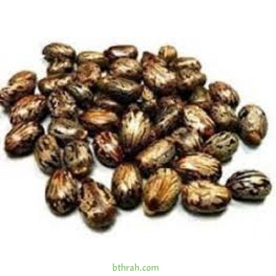 بذور شجرة الخروع - Ricinus communis بذور شجرة الخروع - Ricinus communis