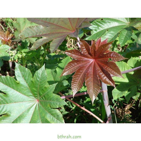 بذور شجرة الخروع - Ricinus communis بذور شجرة الخروع - Ricinus communis