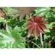 بذور شجرة الخروع - Ricinus communis بذور شجرة الخروع - Ricinus communis