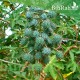 بذور شجرة الخروع - Ricinus communis بذور شجرة الخروع - Ricinus communis