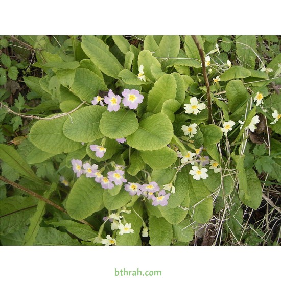 بذور زهور بريمولا - Primula acaulis بذور زهور بريمولا - Primula acaulis