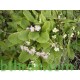بذور زهور بريمولا - Primula acaulis بذور زهور بريمولا - Primula acaulis