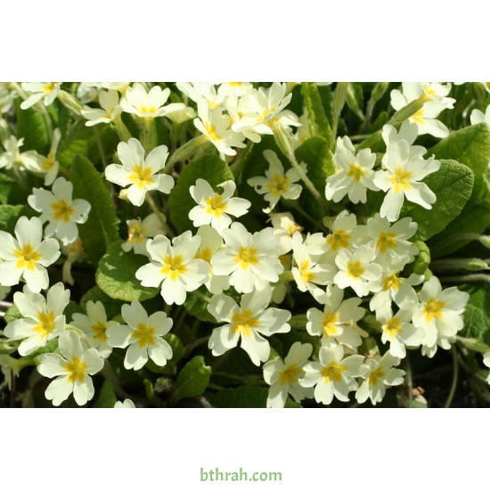 بذور زهور بريمولا - Primula vulgaris