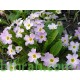 بذور زهور بريمولا - Primula acaulis بذور زهور بريمولا - Primula acaulis