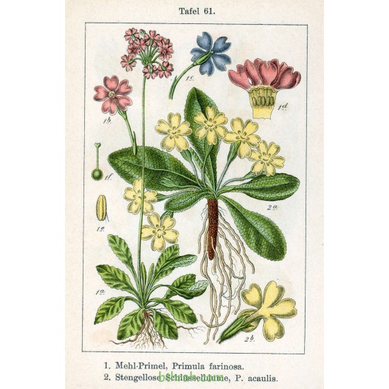 بذور زهور بريمولا - Primula acaulis بذور زهور بريمولا - Primula acaulis