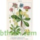 بذور زهور بريمولا - Primula acaulis بذور زهور بريمولا - Primula acaulis