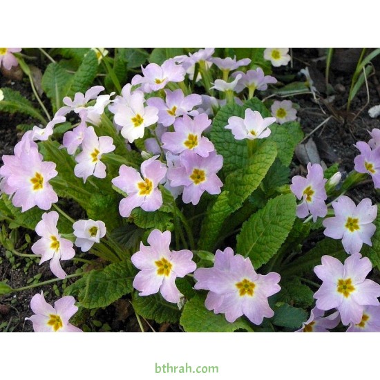 بذور زهور بريمولا - Primula acaulis بذور زهور بريمولا - Primula acaulis