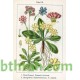 بذور زهور بريمولا - Primula vulgaris