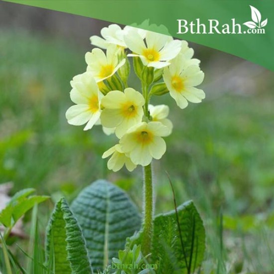 بذور زهور بريمولا - Primula acaulis بذور زهور بريمولا - Primula acaulis