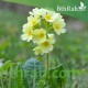 بذور زهور بريمولا - Primula acaulis بذور زهور بريمولا - Primula acaulis