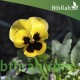 بذور زهرة بنفسج الثالوث أصفر-Pansy بذور زهرة بنفسج الثالوث أصفر-Pansy