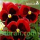 بذور زهرة بنفسج الثالوث أحمر-Pansy بذور زهرة بنفسج الثالوث أحمر-Pansy