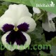 بذور زهرة بنفسج الثالوث-اللون الأبيضPansy بذور زهرة بنفسج الثالوث-اللون الأبيضPansy