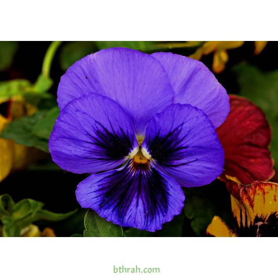 بذور زهرة بنفسج الثالوث بنفسجي-Pansy بذور زهرة بنفسج الثالوث بنفسجي-Pansy